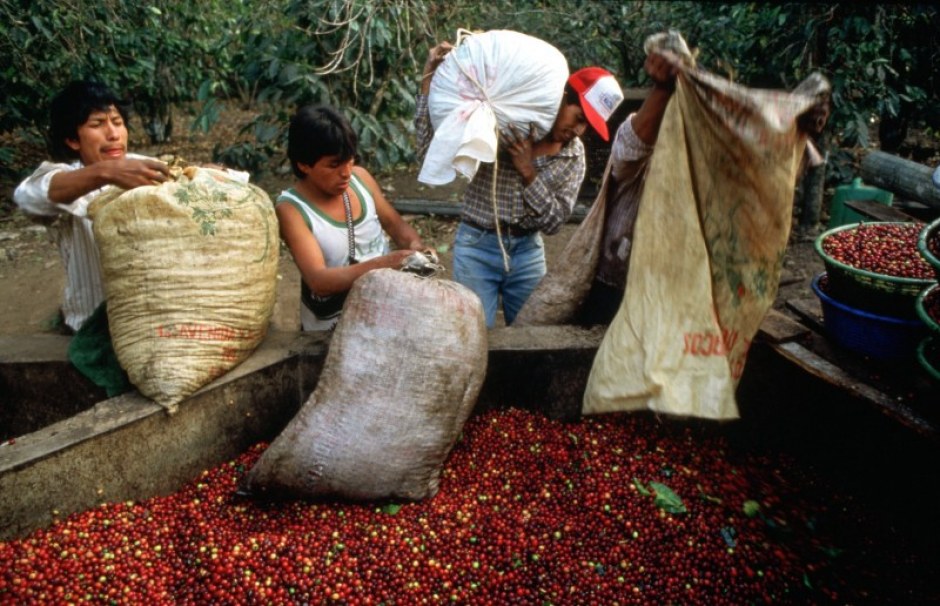 Transforma da apoyo y formación para mejorar la producción de café .