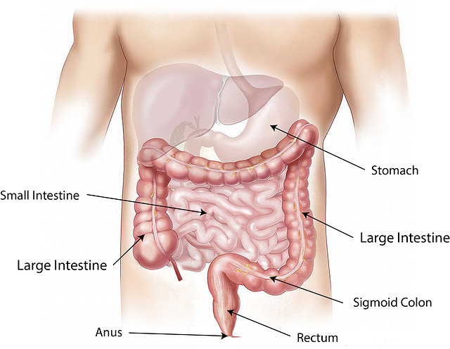Sistema digestivo del cuerpo humano